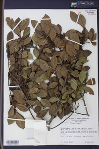 Ilex coriacea image