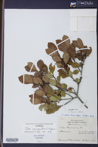 Ilex coriacea image