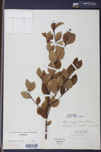 Ilex coriacea image