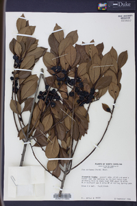 Ilex coriacea image