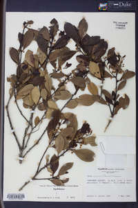 Ilex coriacea image