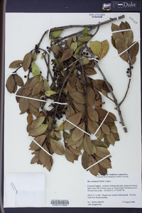 Ilex coriacea image