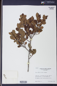 Ilex coriacea image