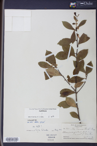 Ilex coriacea image