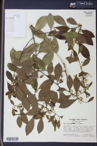 Ilex coriacea image