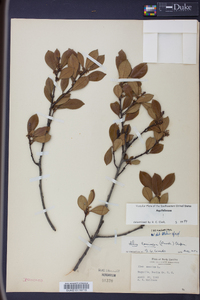 Ilex coriacea image