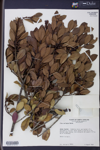 Ilex coriacea image