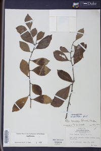 Ilex coriacea image