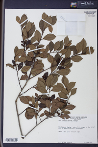 Ilex coriacea image