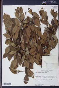 Ilex coriacea image