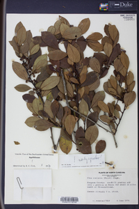 Ilex coriacea image