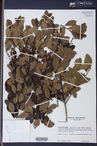 Ilex coriacea image