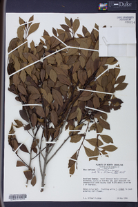 Ilex coriacea image