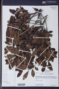 Ilex coriacea image