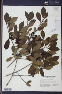 Ilex coriacea image