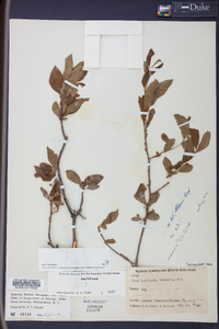 Ilex laevigata image