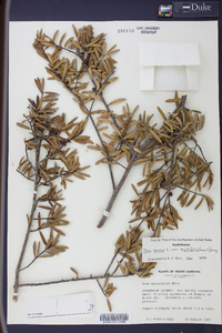 Ilex myrtifolia image