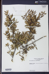 Ilex myrtifolia image