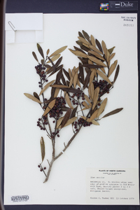 Ilex myrtifolia image