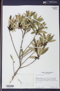 Ilex myrtifolia image