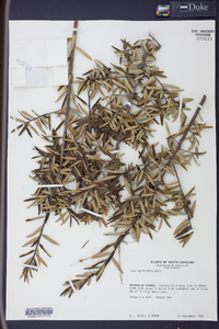 Ilex myrtifolia image