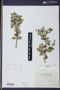 Ilex vomitoria image