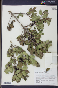 Ilex vomitoria image