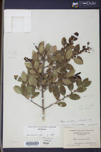 Ilex vomitoria image