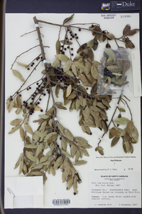 Ilex vomitoria image