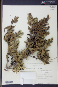 Ilex vomitoria image