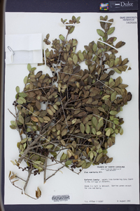 Ilex vomitoria image