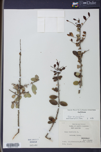 Ilex vomitoria image