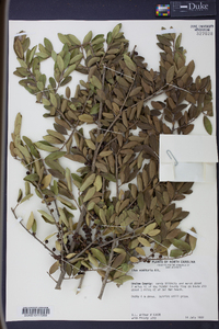 Ilex vomitoria image