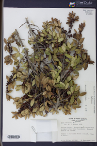 Ilex vomitoria image