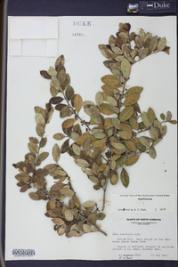 Ilex vomitoria image