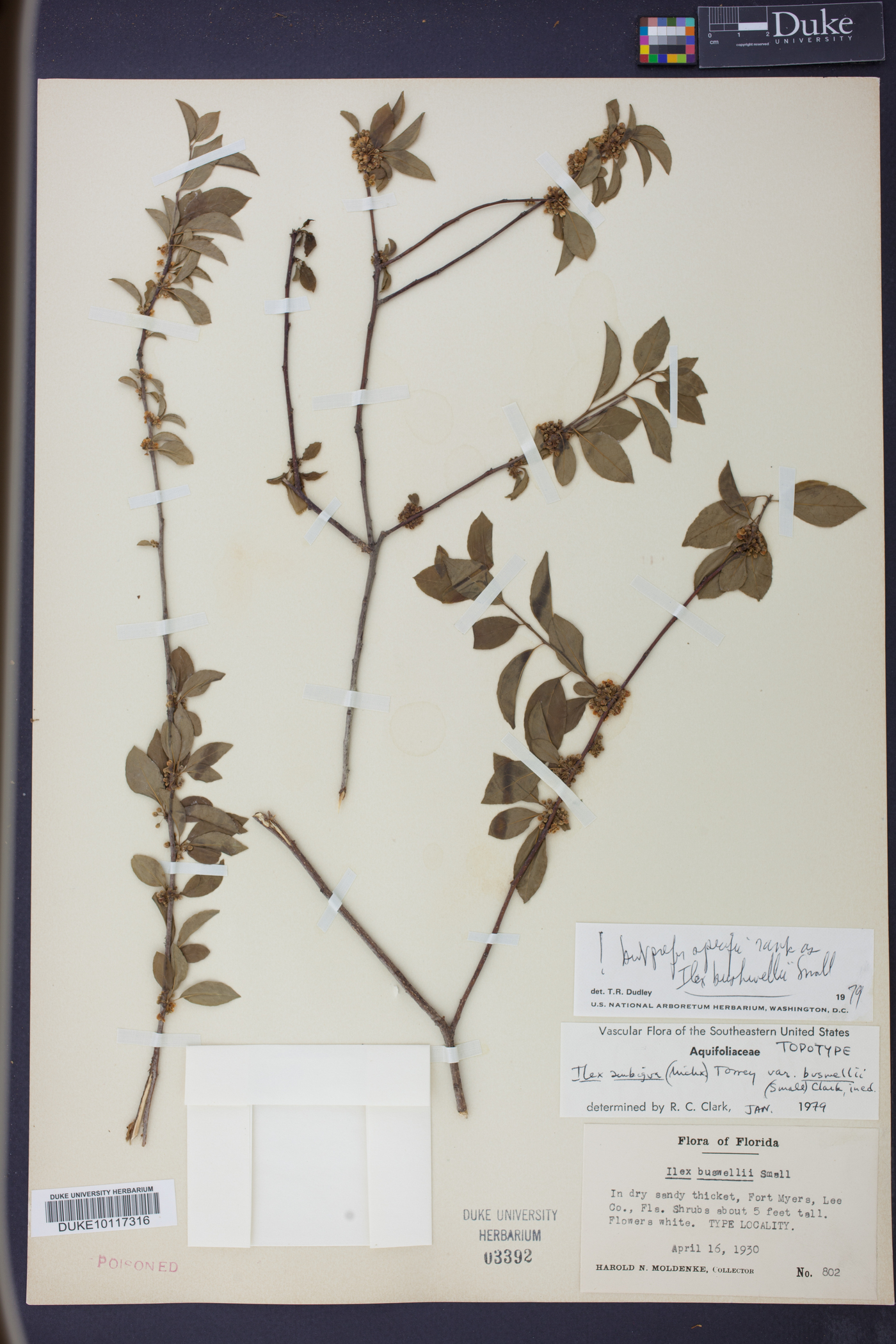 Ilex buswellii image