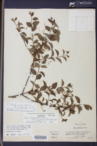 Ilex buswellii image