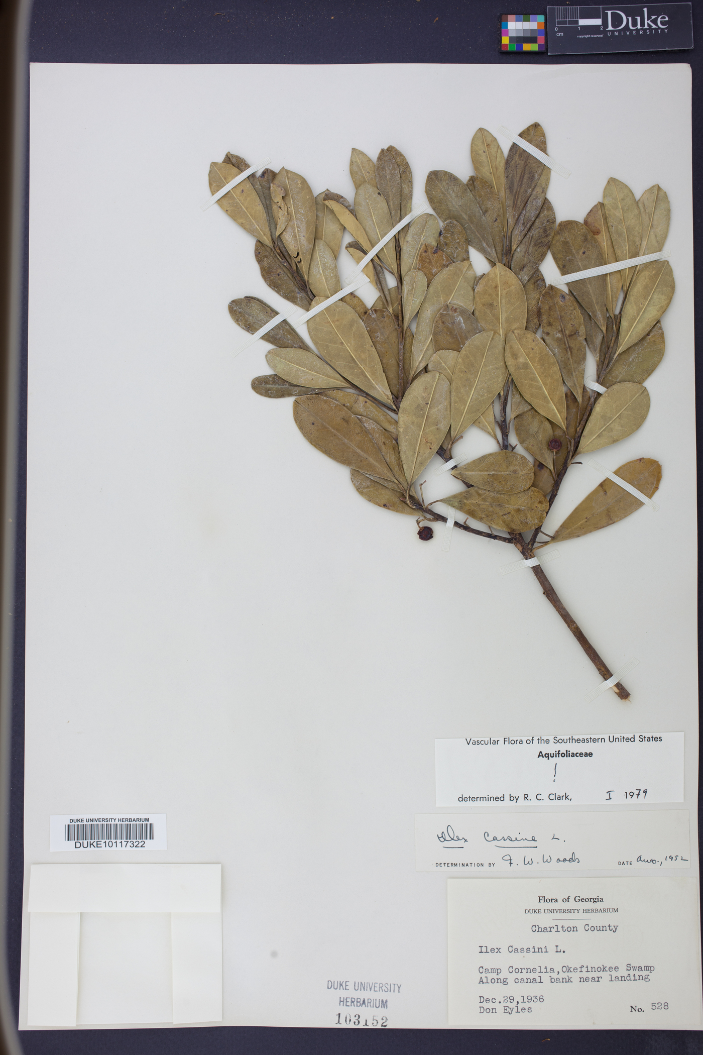 Ilex cassine image