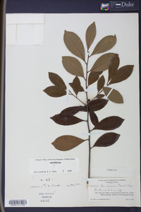 Ilex coriacea image