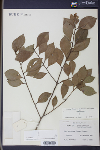 Ilex coriacea image