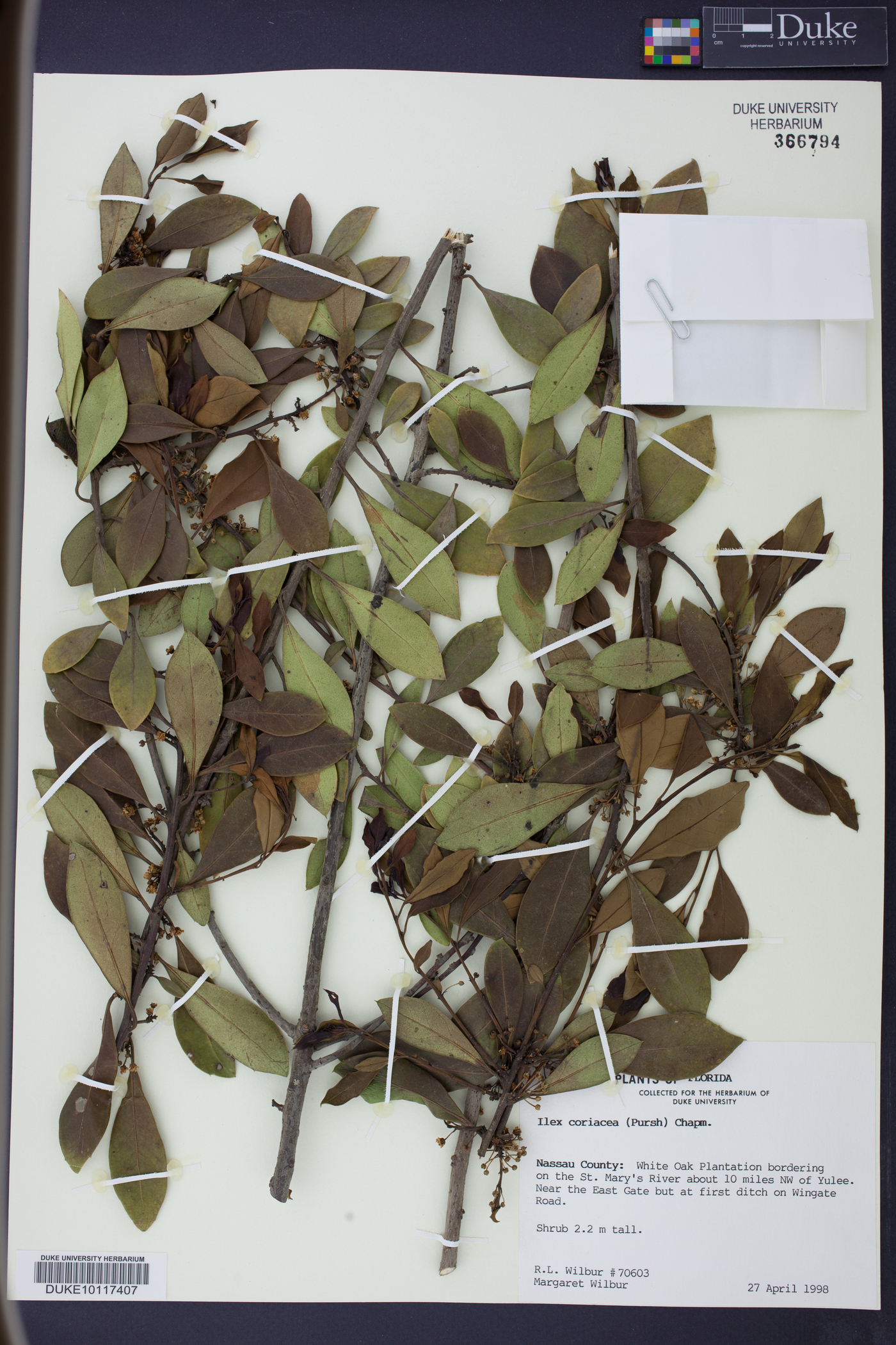 Ilex coriacea image