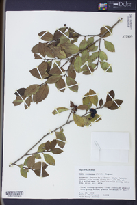 Ilex coriacea image