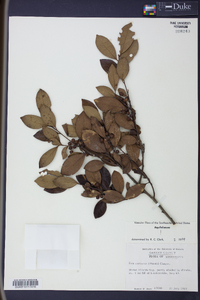 Ilex coriacea image