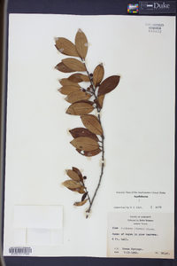 Ilex coriacea image