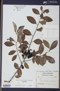 Ilex coriacea image