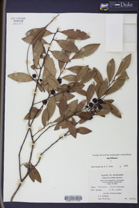 Ilex coriacea image