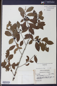 Ilex coriacea image