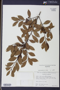 Ilex coriacea image