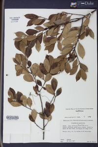 Ilex coriacea image