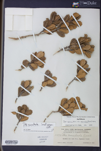 Ilex cumulicola image